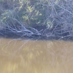 Ornithorhynchus anatinus at Bega, NSW - 11 May 2020