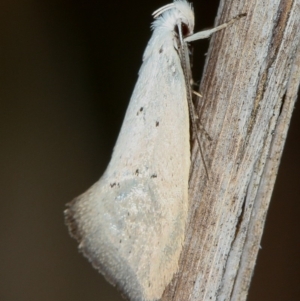 Thalerotricha mylicella at Melba, ACT - 3 Oct 2012