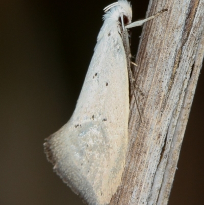 Thalerotricha mylicella (A concealer moth) at Melba, ACT - 3 Oct 2012 by Bron