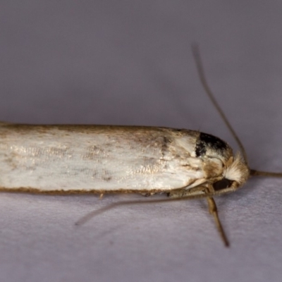 Philobota productella (Pasture Tunnel Moth) at Melba, ACT - 16 Dec 2013 by Bron