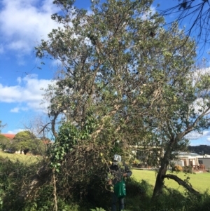 Banksia integrifolia subsp. integrifolia at Tura Beach, NSW - 10 May 2020