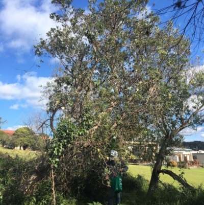 Banksia integrifolia subsp. integrifolia (Coast Banksia) at North Tura Coastal Reserve - 10 May 2020 by Carine