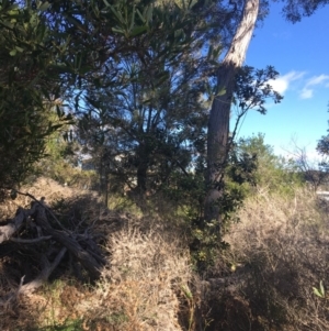 Banksia integrifolia subsp. integrifolia at North Tura - 10 May 2020