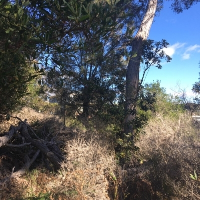 Banksia integrifolia subsp. integrifolia (Coast Banksia) at Tura Beach, NSW - 10 May 2020 by Carine