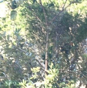 Banksia integrifolia subsp. integrifolia at North Tura - 10 May 2020