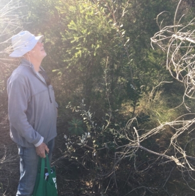 Banksia integrifolia subsp. integrifolia (Coast Banksia) at North Tura - 10 May 2020 by Carine