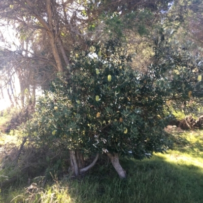 Banksia integrifolia subsp. integrifolia (Coast Banksia) at North Tura Coastal Reserve - 10 May 2020 by Carine