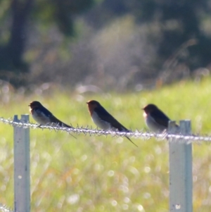 Hirundo neoxena at Bega, NSW - 11 May 2020 10:11 AM