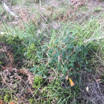 Banksia integrifolia subsp. integrifolia (Coast Banksia) at North Tura Coastal Reserve - 10 May 2020 by Carine