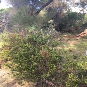 Banksia integrifolia subsp. integrifolia at North Tura - 10 May 2020