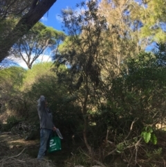 Banksia integrifolia subsp. integrifolia (Coast Banksia) at North Tura Coastal Reserve - 10 May 2020 by Carine