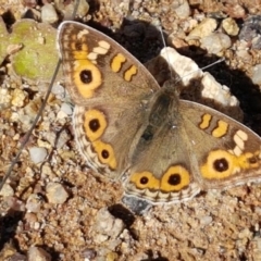 Junonia villida (Meadow Argus) at Denman Prospect, ACT - 11 May 2020 by trevorpreston