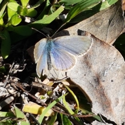 Zizina otis (Common Grass-Blue) at Wright, ACT - 11 May 2020 by tpreston