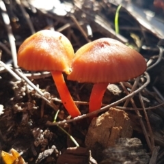 Hygrocybe sp. (Hygrocybe) at Stromlo, ACT - 11 May 2020 by trevorpreston