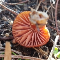 Hygrocybe sp. at Stromlo, ACT - 11 May 2020