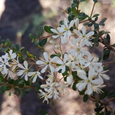 Bursaria spinosa subsp. lasiophylla (Australian Blackthorn) at Stromlo, ACT - 11 May 2020 by tpreston