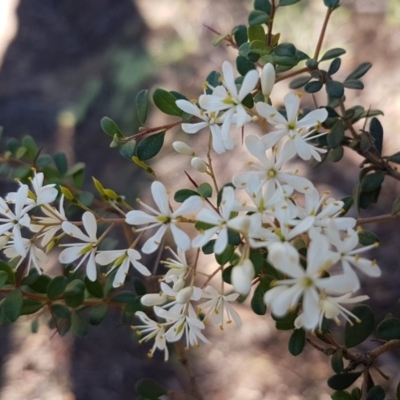 Bursaria spinosa subsp. lasiophylla (Australian Blackthorn) at Stromlo, ACT - 11 May 2020 by trevorpreston