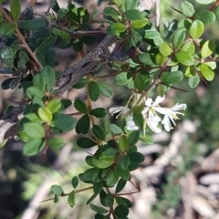 Bursaria spinosa subsp. lasiophylla at Stromlo, ACT - 11 May 2020