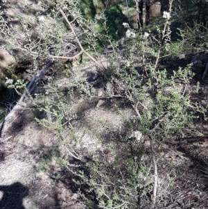 Bursaria spinosa subsp. lasiophylla at Stromlo, ACT - 11 May 2020