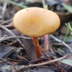 Galerina sp. at Stromlo, ACT - 11 May 2020 by trevorpreston