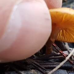 Galerina sp. at Stromlo, ACT - 11 May 2020