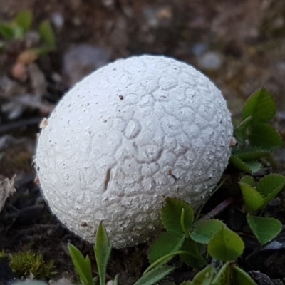 Calvatia sp. (a puffball ) at Stromlo, ACT - 11 May 2020 by trevorpreston