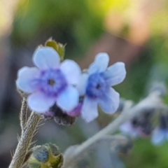 Cynoglossum australe (Australian Forget-me-not) at Denman Prospect, ACT - 11 May 2020 by tpreston