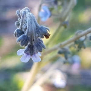 Cynoglossum australe at Denman Prospect, ACT - 11 May 2020