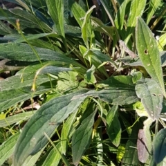 Cynoglossum australe at Denman Prospect, ACT - 11 May 2020