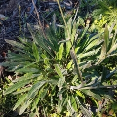 Cynoglossum australe at Denman Prospect, ACT - 11 May 2020 11:33 AM