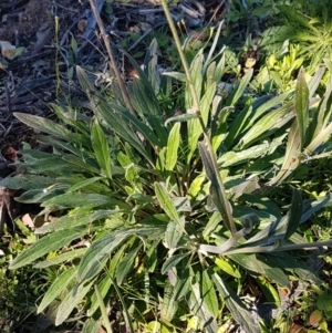 Cynoglossum australe at Denman Prospect, ACT - 11 May 2020