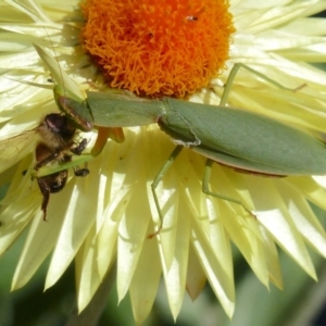 Orthodera ministralis at Bega, NSW - 11 May 2020