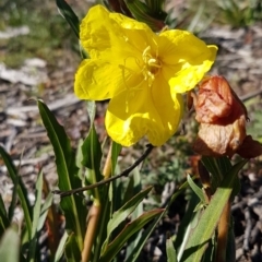 Oenothera stricta subsp. stricta (Common Evening Primrose) at Denman Prospect, ACT - 11 May 2020 by trevorpreston