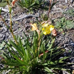 Oenothera stricta subsp. stricta at Denman Prospect, ACT - 11 May 2020 11:34 AM