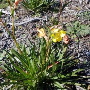 Oenothera stricta subsp. stricta at Denman Prospect, ACT - 11 May 2020