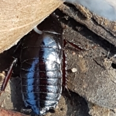 Platyzosteria melanaria (Common Eastern Litter Runner) at Denman Prospect, ACT - 11 May 2020 by trevorpreston