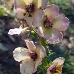 Verbascum sp. (Mullein) at Denman Prospect, ACT - 11 May 2020 by tpreston