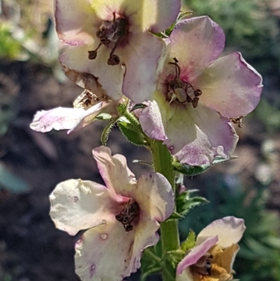 Verbascum sp. (Mullein) at Denman Prospect, ACT - 11 May 2020 by trevorpreston