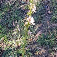 Verbascum sp. at Denman Prospect, ACT - 11 May 2020 11:38 AM