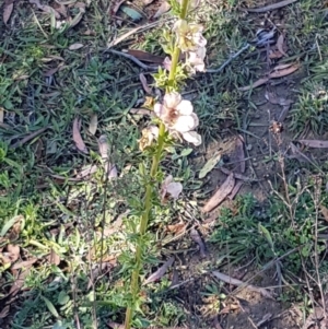 Verbascum sp. at Denman Prospect, ACT - 11 May 2020 11:38 AM