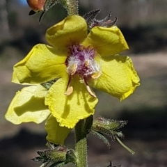 Verbascum virgatum (Green Mullein) at Denman Prospect, ACT - 11 May 2020 by tpreston