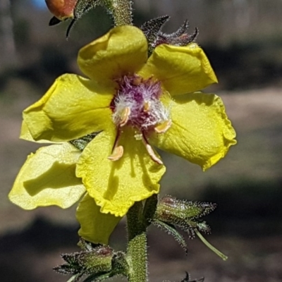 Verbascum virgatum (Green Mullein) at Denman Prospect, ACT - 11 May 2020 by trevorpreston