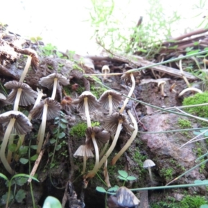 Coprinellus etc. at Coree, ACT - 11 May 2020