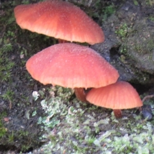 zz agaric (stem; gills not white/cream) at Coree, ACT - 11 May 2020 10:12 AM