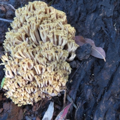 Ramaria capitata var. capitata (Pale cauliflower coral) at Coree, ACT - 11 May 2020 by SandraH