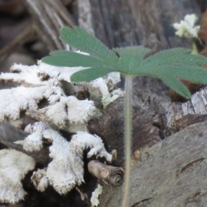 Schizophyllum commune at Coree, ACT - 11 May 2020 09:44 AM