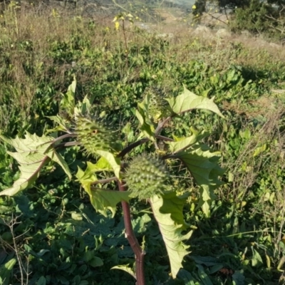 Datura stramonium (Common Thornapple) at Jerrabomberra, ACT - 10 May 2020 by Mike