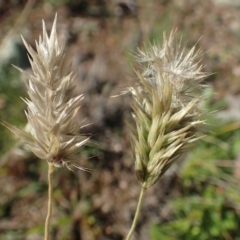 Enneapogon nigricans (Nine-awn Grass, Bottlewashers) at Paddys River, ACT - 10 May 2020 by RWPurdie