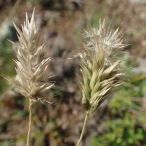 Enneapogon nigricans at Paddys River, ACT - 10 May 2020