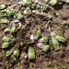 Asterella drummondii (A thallose liverwort) at Black Mountain - 11 May 2020 by RWPurdie